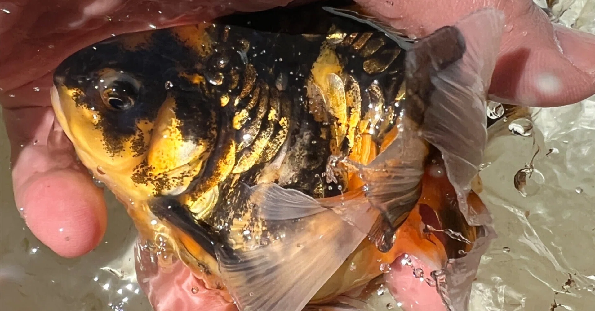 金魚 白 点 病