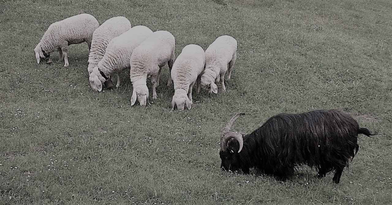 掌編小説 黒い羊 くにん Note 掌編小説 黒い羊 くにん Note