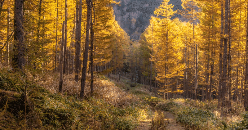 人の山をまぶしく見上げながら、自分の山を登る