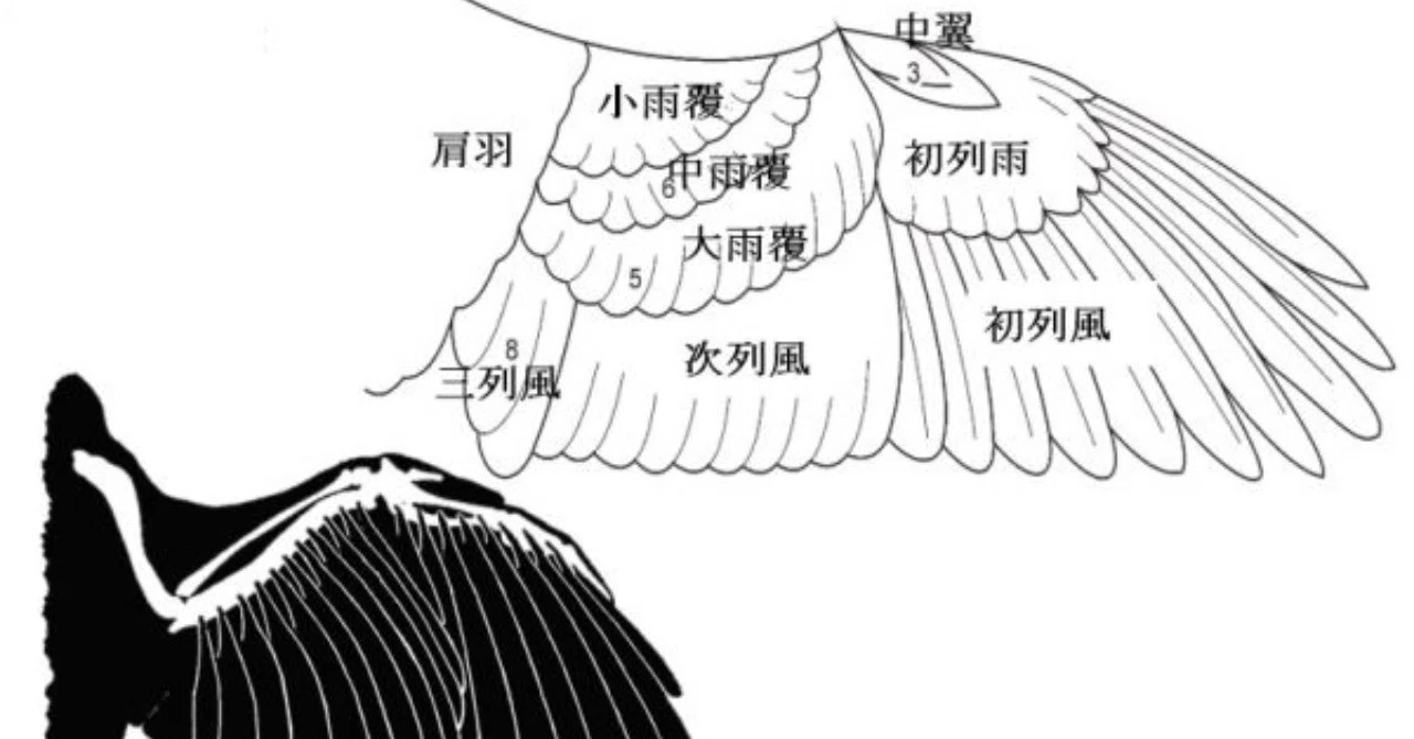 第262回 野鳥の羽について｜翆野 大地