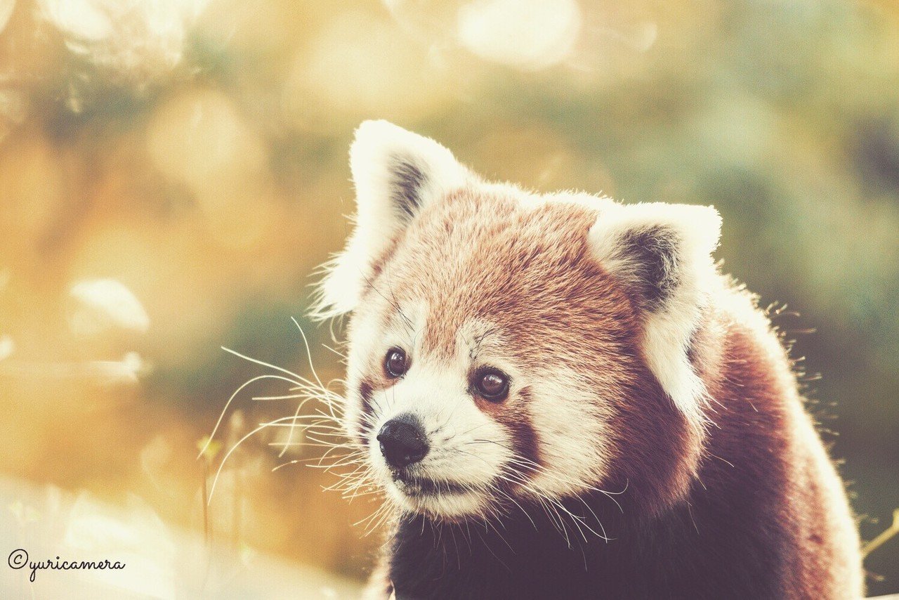 Zoodex 動物ver レッド レッサー パンダ Yuricamera 寺島由里佳 Note Zoodex 動物ver レッド レッサー パンダ Yuricamera 寺島由里佳 Note