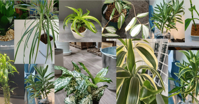 ドラセナとコルジリネは別人よっ！ 【ドラセナ編】｜チワワ社長