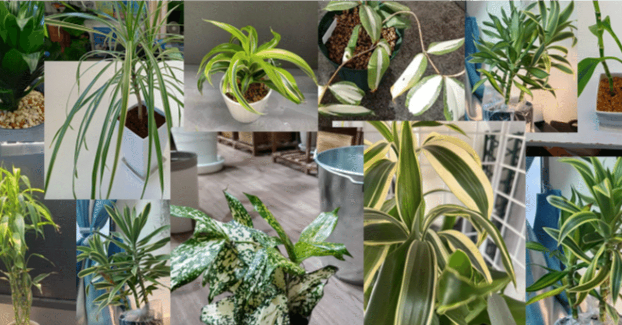 ドラセナとコルジリネは別人よっ！ 【ドラセナ編】｜チワワ社長