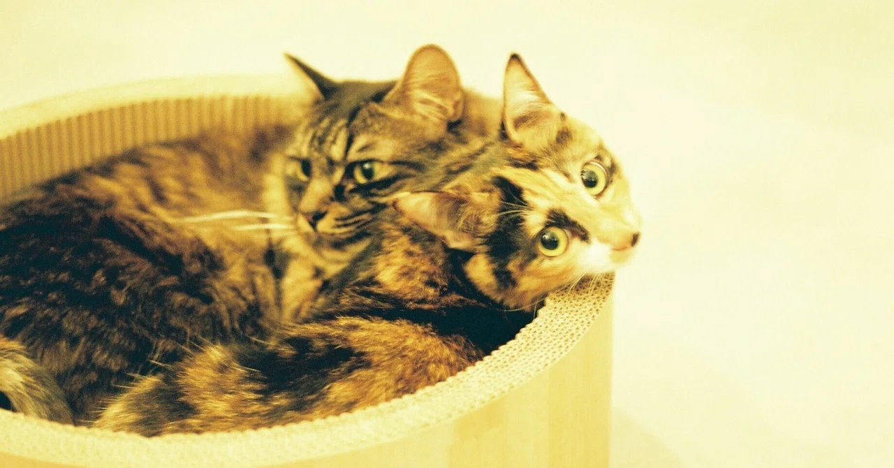 Catlog board(キャットログボード)2世代目 美品 クリスマス 猫 Catlog board(キャットログボード)2世代目 美品 クリスマス 猫
