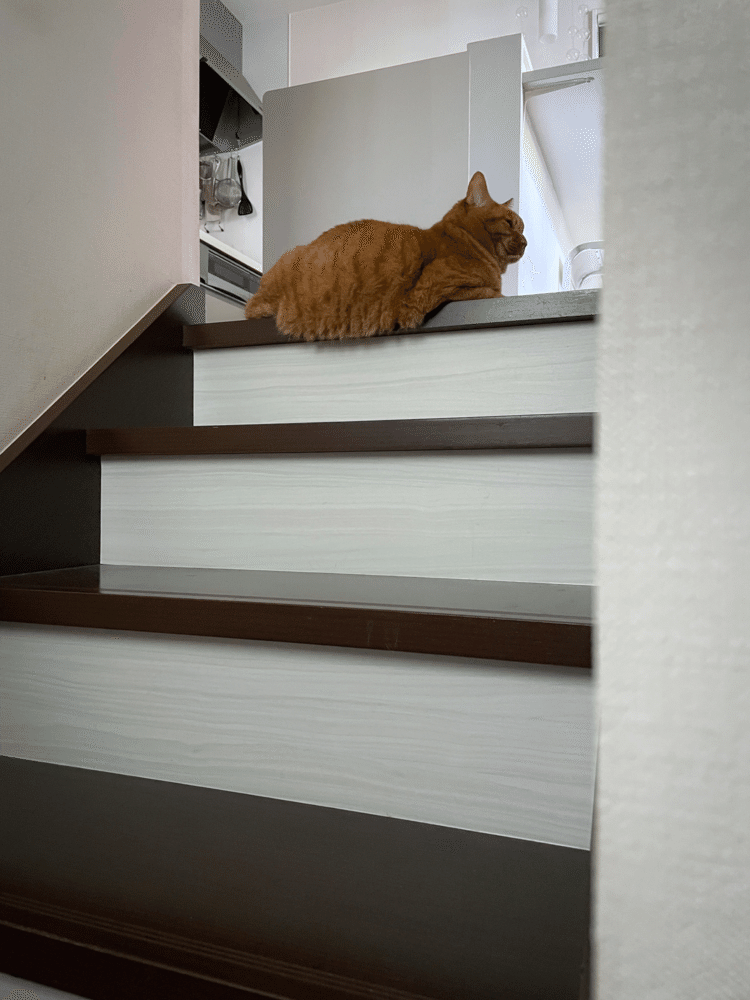 ママが来るのを待っているのですが、階段の淵(ふち)からおなかがハミ出しちゃってます。「おっとっと」とかみたいにならないところは「やっぱり猫」ということでしょうか。
