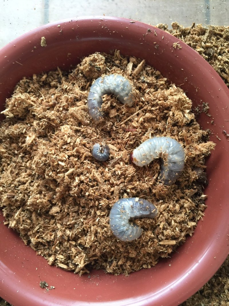カブトムシの幼虫が出てくる カブトムシが幼虫が土から出てくる場合はこれでok 土の深さが問題なの カブトムシの幼虫が出てくる カブトムシが幼虫が土から出てくる場合はこれでok 土の深さが問題なの