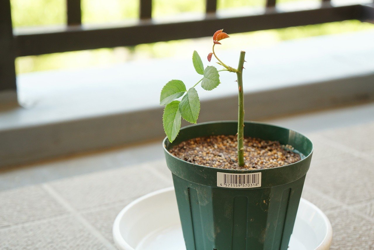 バラの挿し木をしたよ|うつ畑 バラの挿し木をしたよ|うつ畑