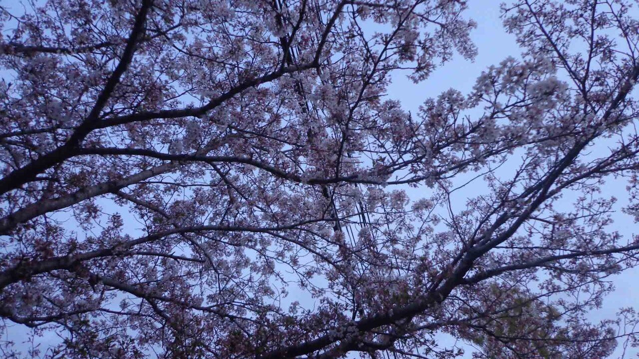 中原の桜_4月4日_3