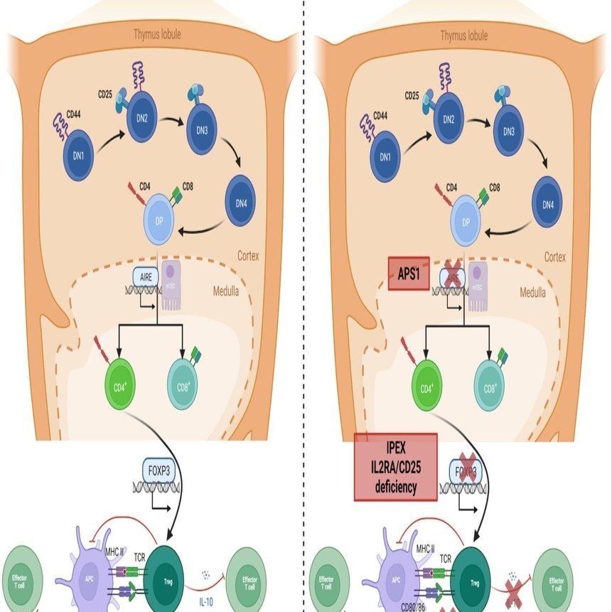 良いことが多すぎる：原発性免疫制御障害のレビュー｜ヤオナ