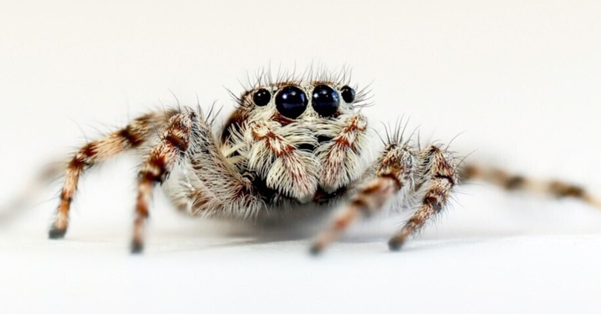 OLYMPUS OM-1／マクロレンズ★完動品＊美品＊初期保証★外装リザード本革 マイクロフォーサーズは死んでいない！OM SYSTEM OM-1でマクロ