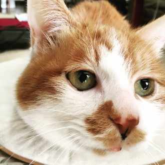 死ぬのが怖い がわからない ノキオ Note