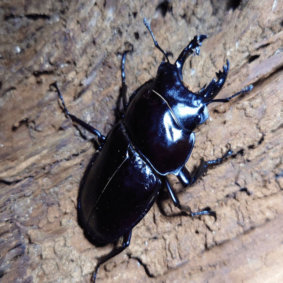 2022年ヤエヤママルバネクワガタ採集記｜Timmy