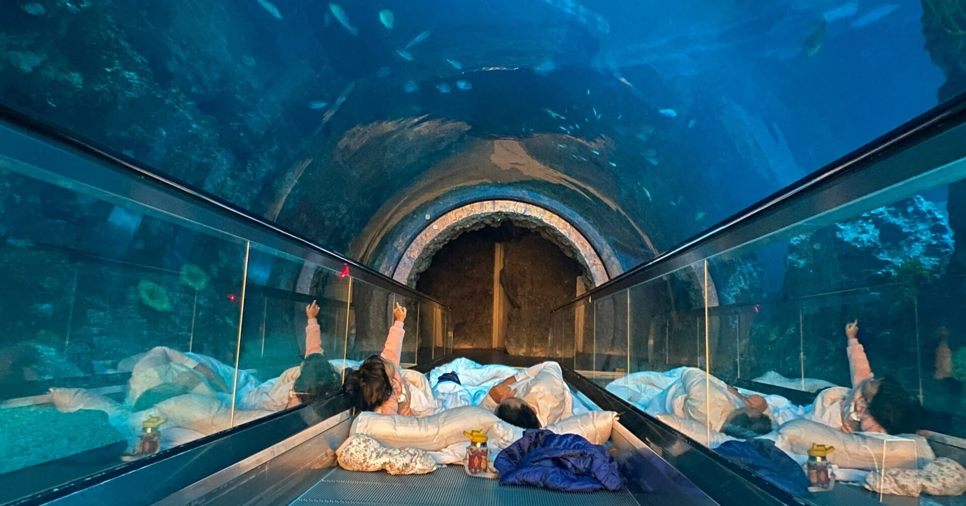 水族館 に 泊まる
