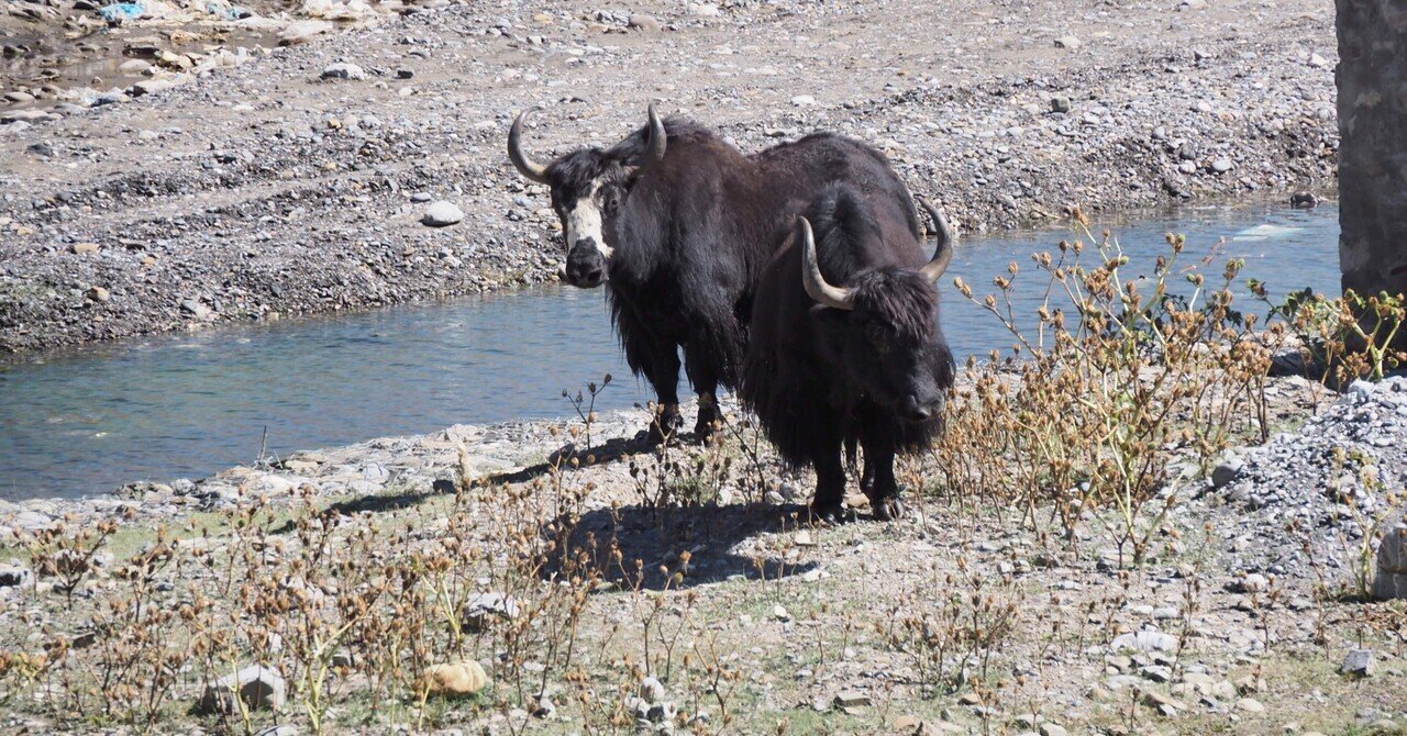 2023年秋旅行ネパール（ムスタン王国）④ジョムソン〜ツァラン｜Miki