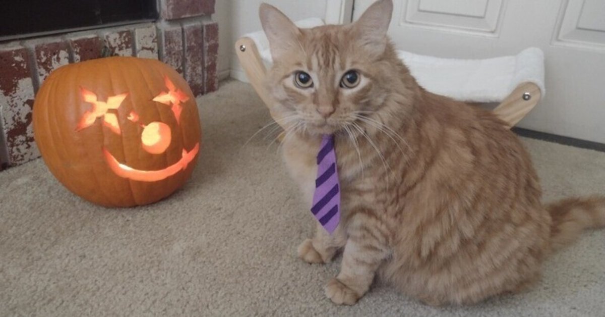 ハロウィンψ(｀∇´)ψネコ魔女(大) ＋ 猫かぼちゃランタン※訳あり 石