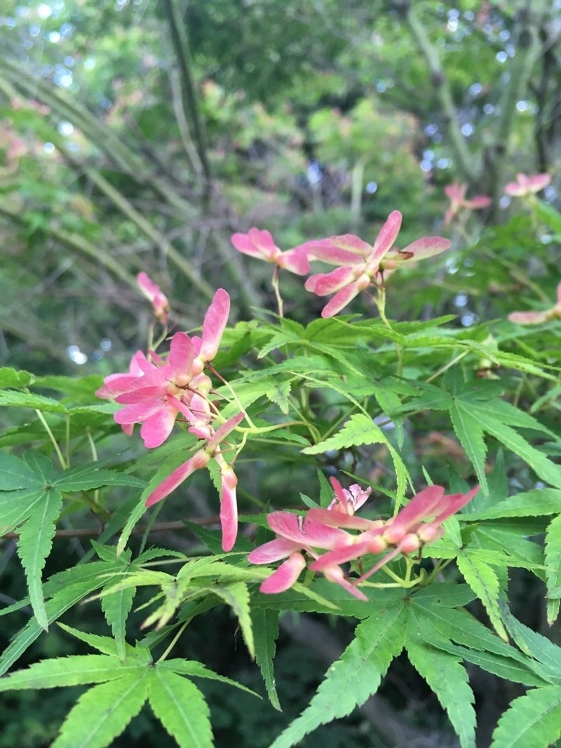 新緑の紅葉 くみ Note