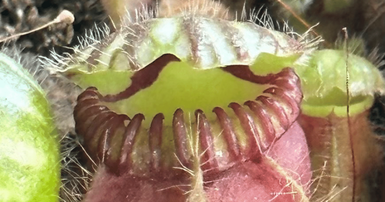 CEPHALOTUS｜EGGSEED