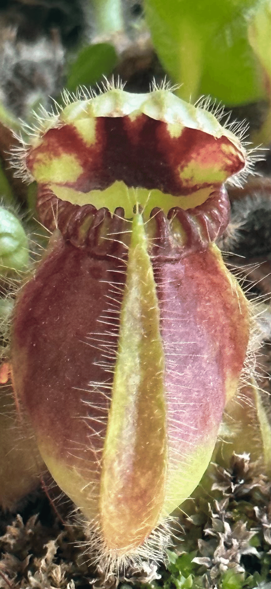 CEPHALOTUS｜EGGSEED