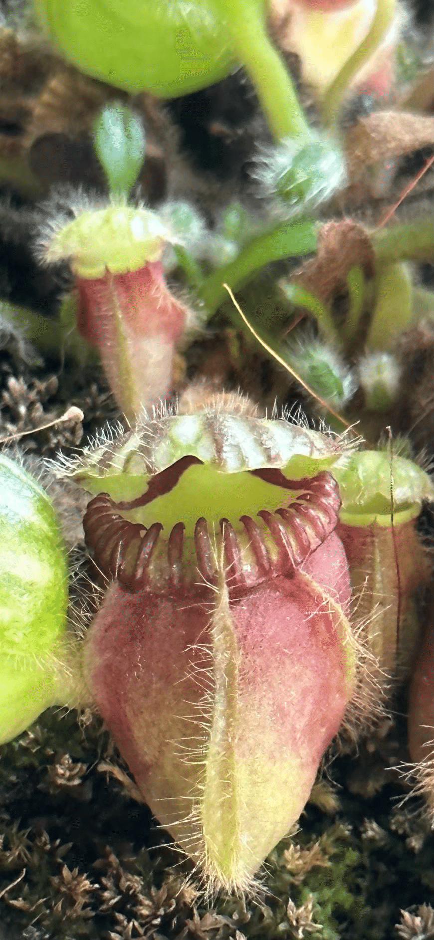 CEPHALOTUS｜EGGSEED