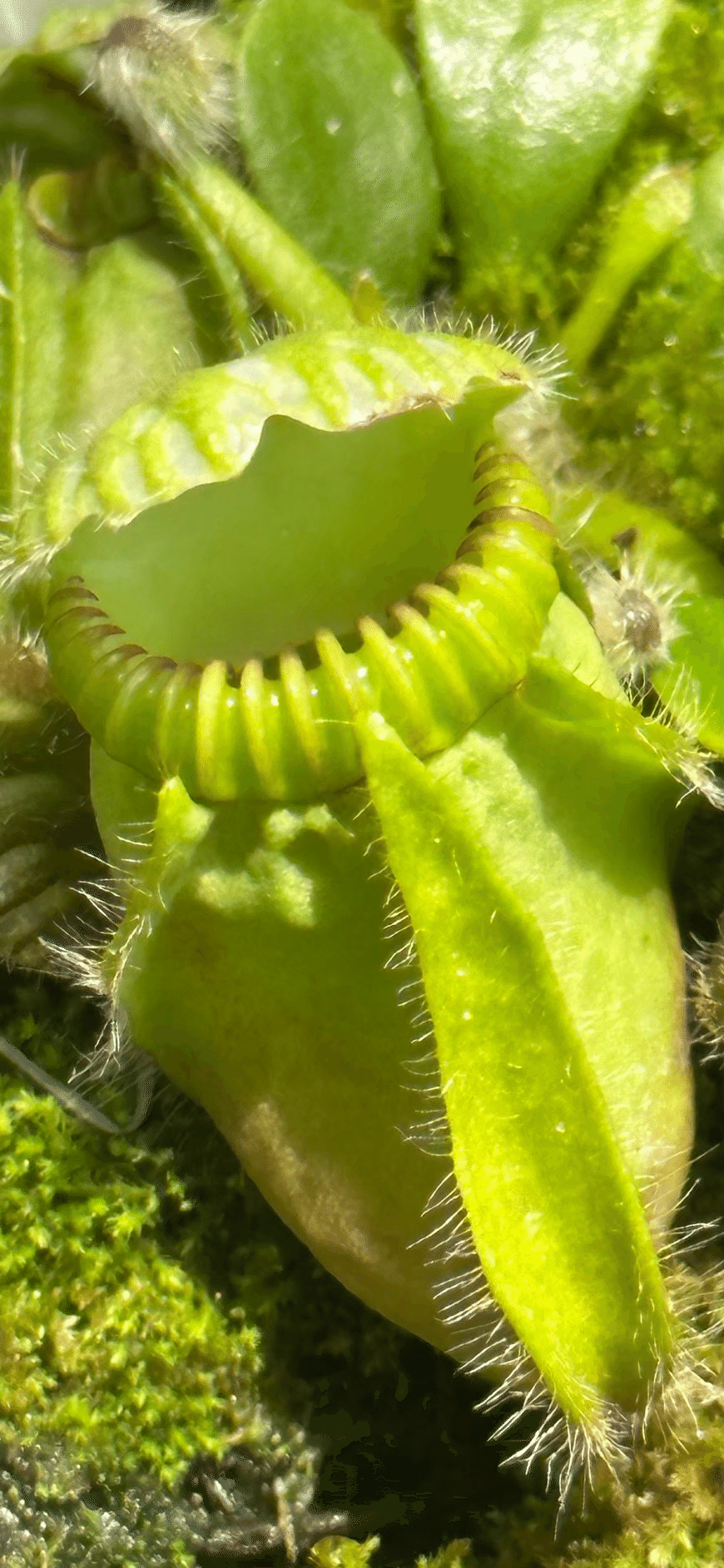 CEPHALOTUS｜EGGSEED