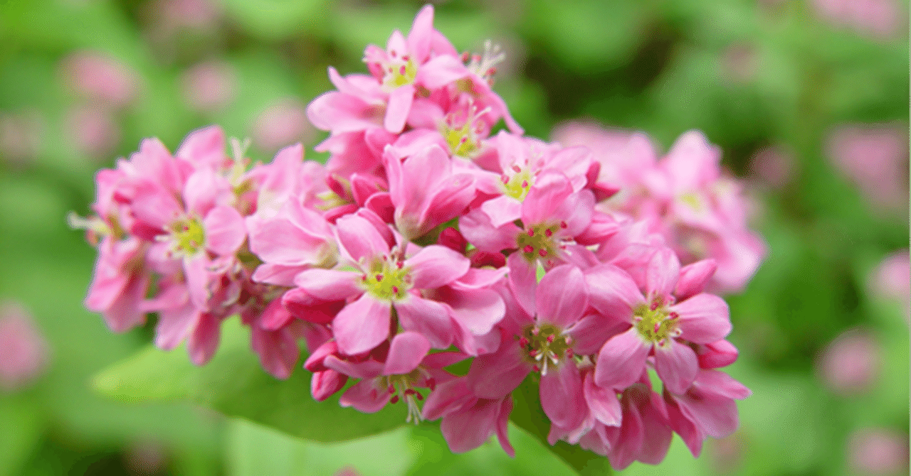 赤花そば祭り （埼玉県久喜市）