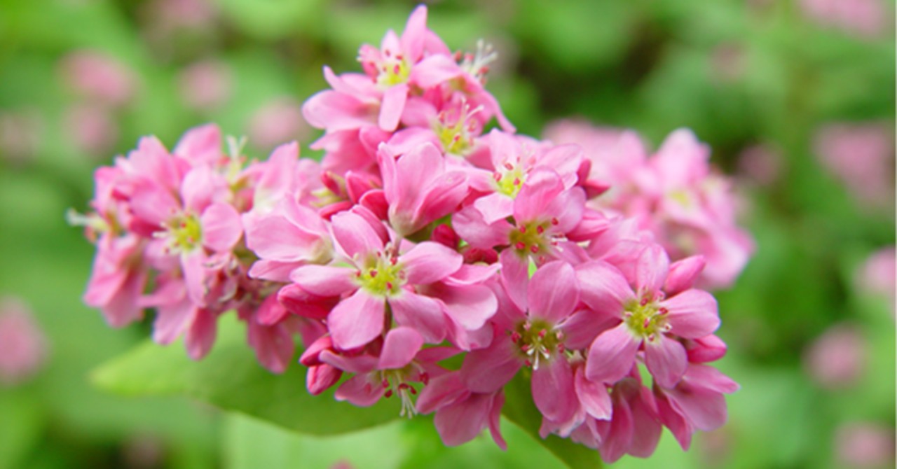 赤花そば祭り (埼玉県久喜市)