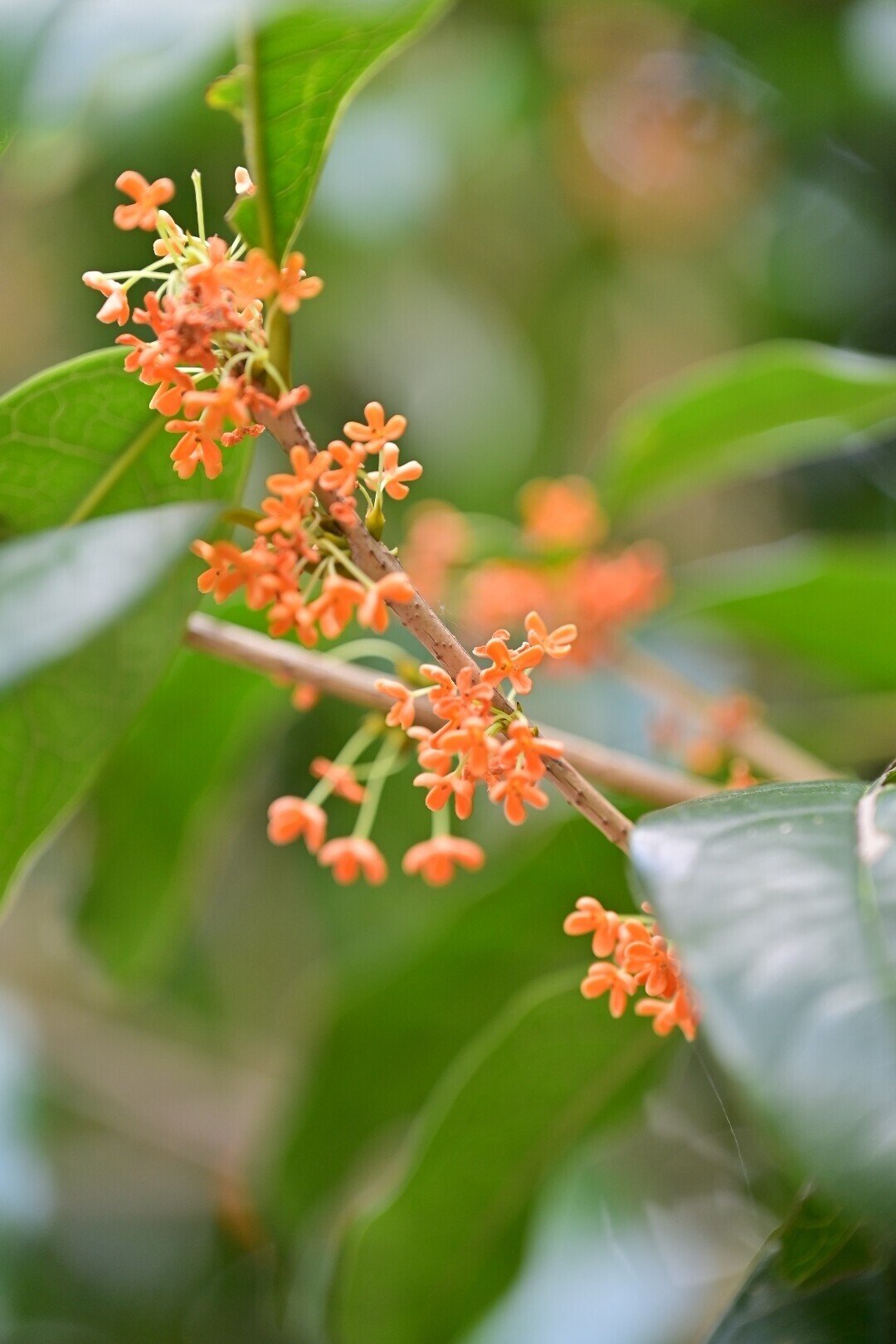 東京さんぽ／2023年10月 新宿御苑 秋の花｜mitsuki sora