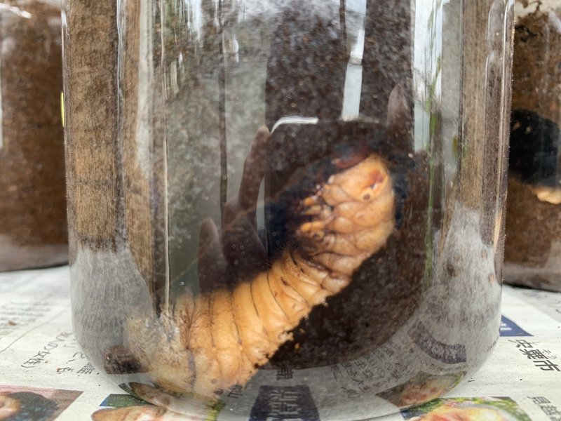 カブトムシ子育て日記 カブトムシの幼虫の色 たけひと Note カブトムシ子育て日記 カブトムシの幼虫の色 たけひと Note