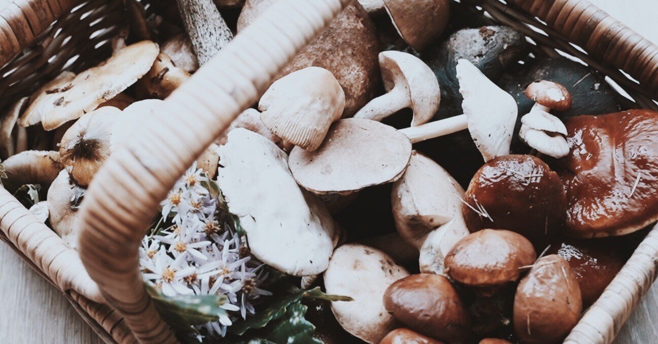 きのこをめぐるカルチャーマガジン 隔月刊 MOOK『きのこ』創刊号～最終13号 きのこをめぐるカルチャーマガジン 隔月刊 MOOK『きのこ』創刊号～最終13号