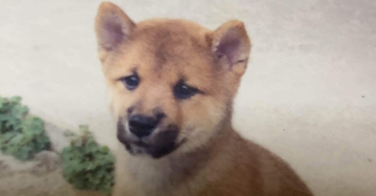 柴犬 交換ノート 平成レトロ カミオジャパン 柴犬の思い出｜ゆる〜い犬