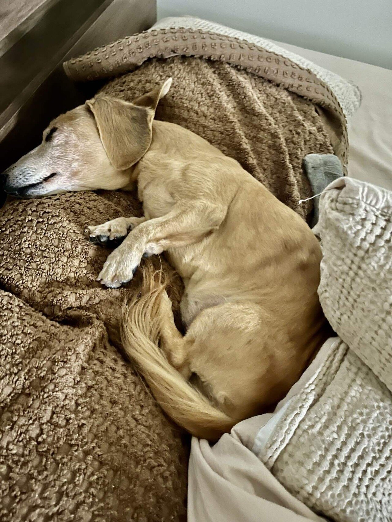 犬 枕で寝たがる コレクション