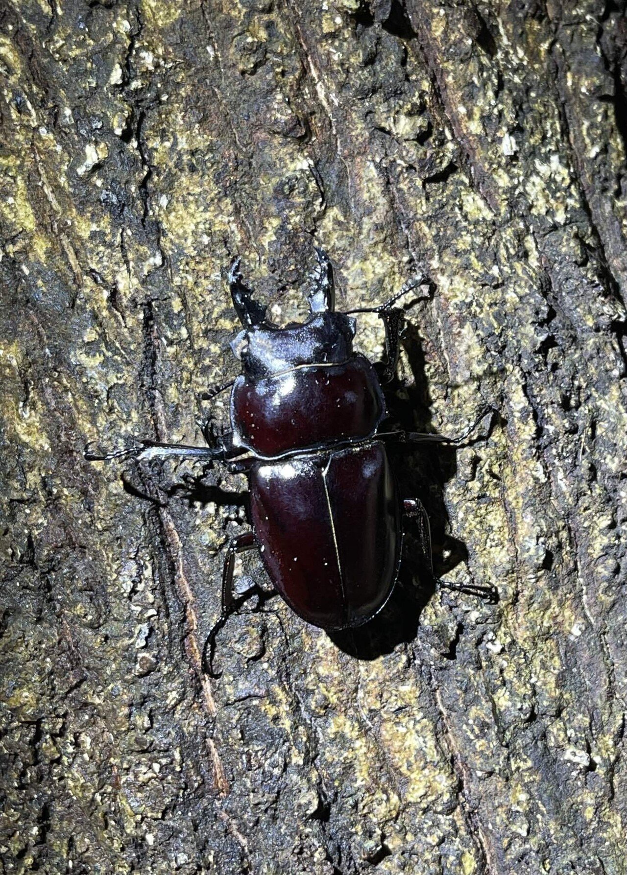 2022年ヤエヤママルバネクワガタ採集記｜Timmy