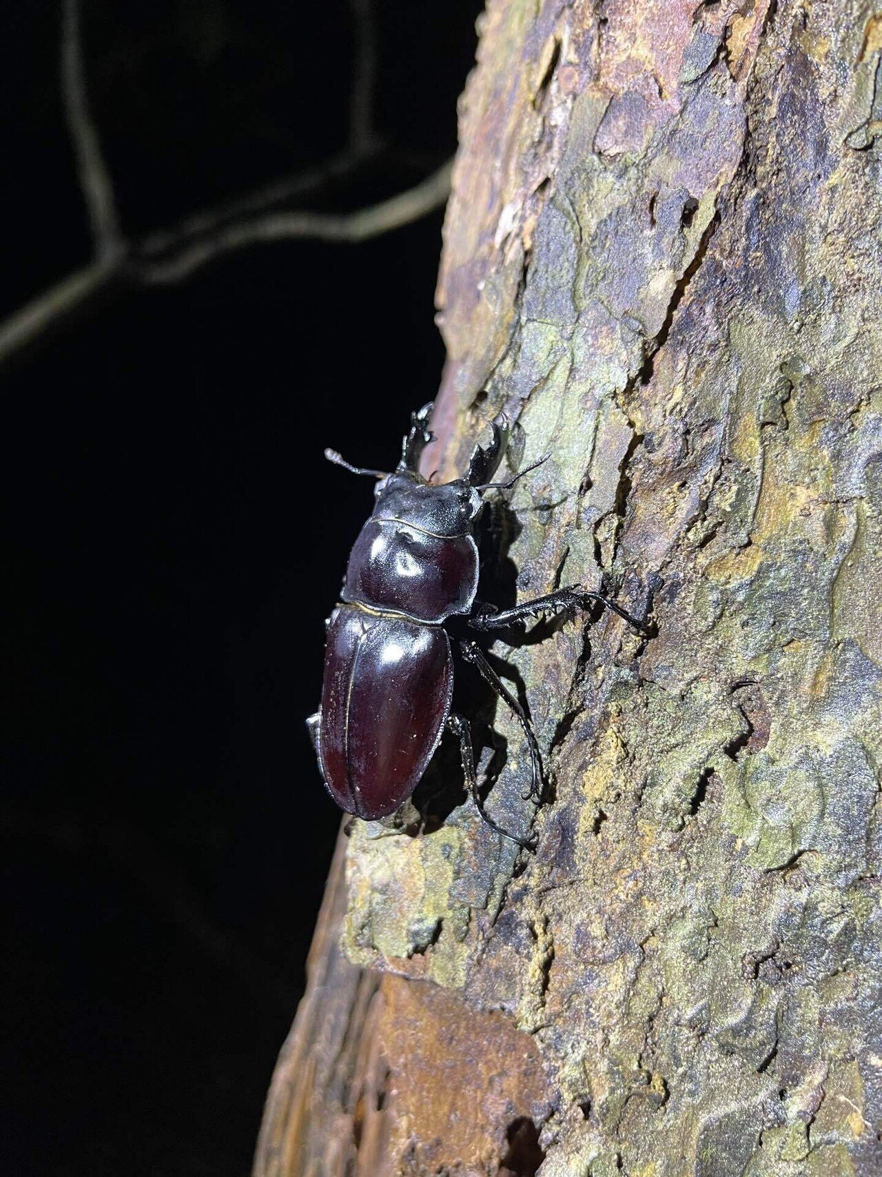 2022年ヤエヤママルバネクワガタ採集記｜Timmy