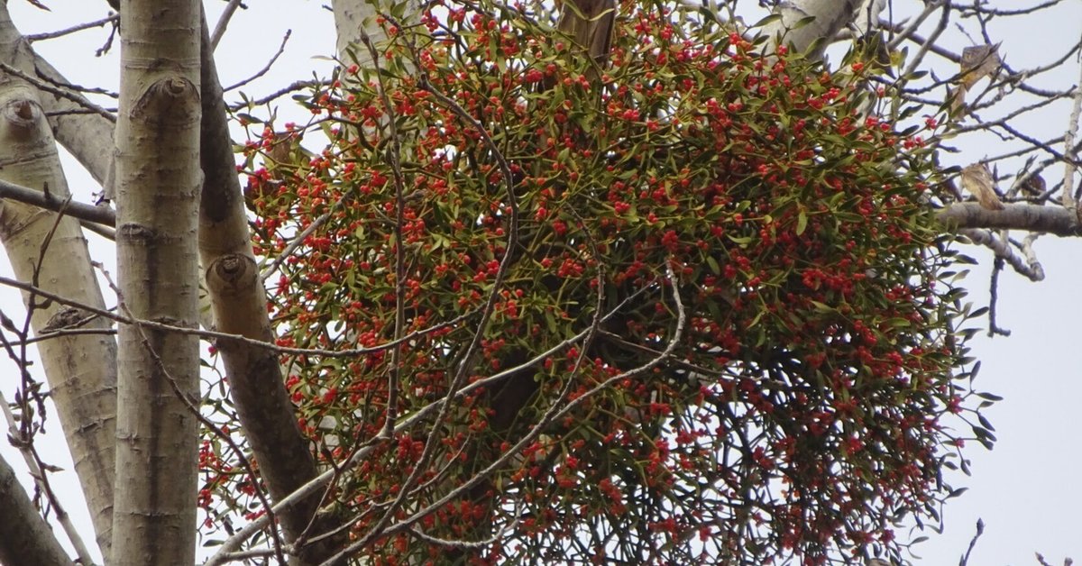 巨大苗200cm糖度モンスター、キングバナナ◆絶対王者◆耐寒最強　鉢植可 低木 巨大苗200cm糖度モンスター、キングバナナ◇絶対王者◇耐寒最強