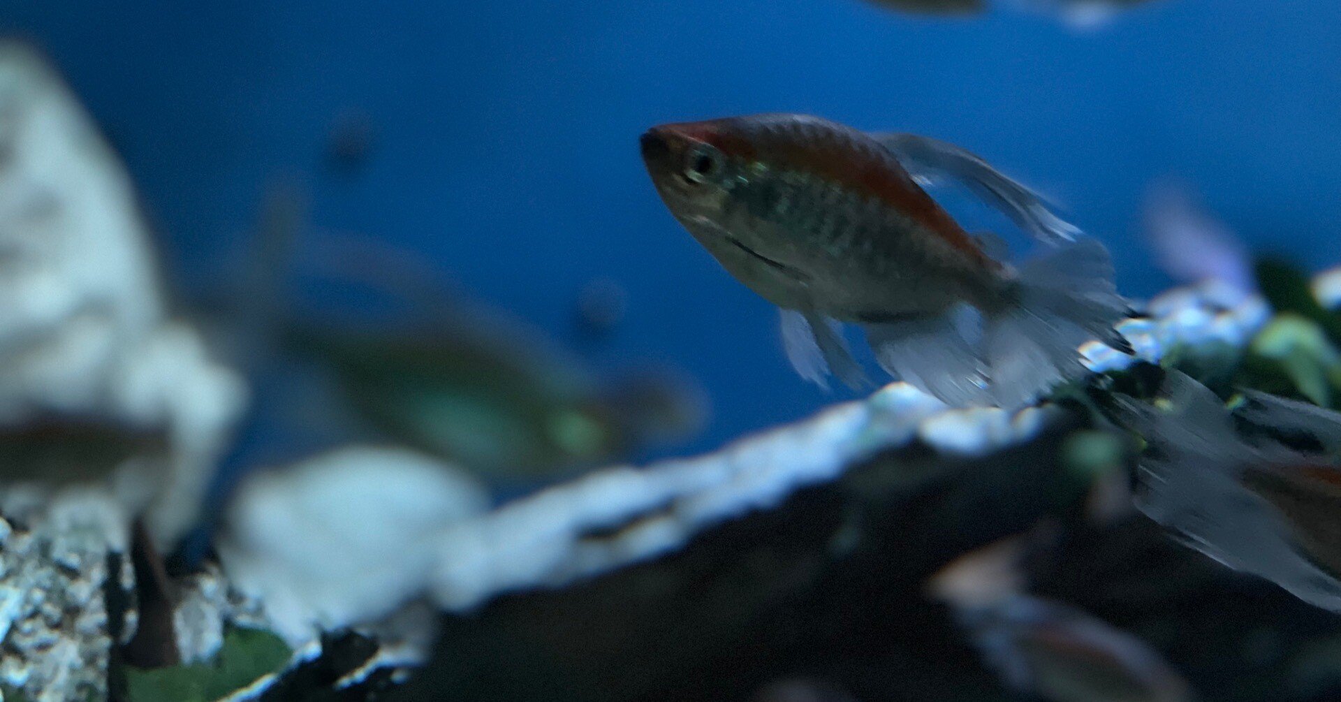 cf0b5746f3933af787278fb0ed267c