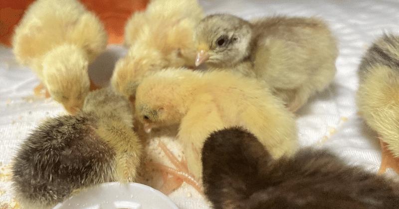 ひめうずら 【ヒナの】飼育方法 まとめ｜ひめうずら研究室｜note