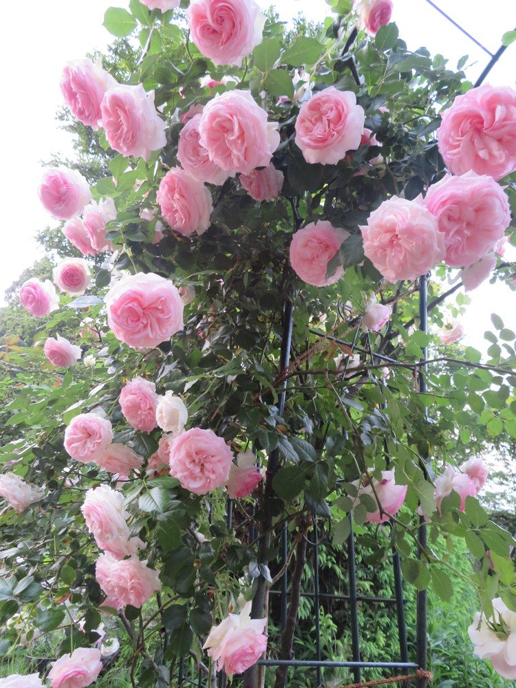 ピエール・ド・ロンサール🌹今年は本当にたくさんの花を咲かせてくれた。今週は心身ともにきつくて、この花が日に日に開花していくのを励みに生き延びた。