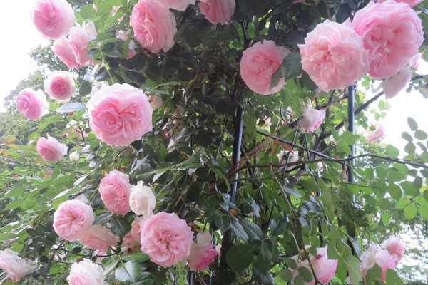 つる薔薇 の新着タグ記事一覧 Note つくる つながる とどける つる薔薇 の新着タグ記事一覧 Note つくる つながる とどける