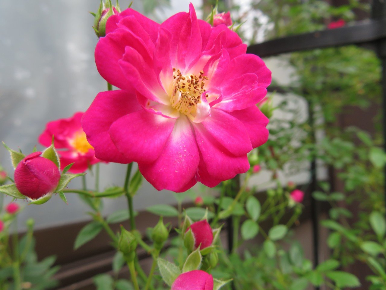つる薔薇は自分で登れない 足袋猫 Note つる薔薇は自分で登れない 足袋猫 Note