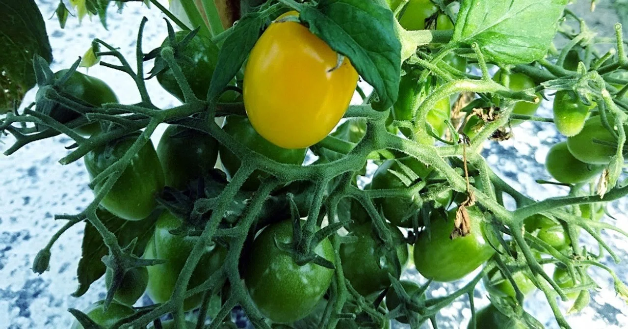 6月1日第2弾 百花繚乱! これからの野菜の収穫が楽しみ。｜スー