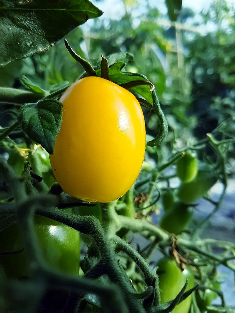 6月1日第2弾 百花繚乱 これからの野菜の収穫が楽しみ スー Note 6月1日第2弾 百花繚乱 これからの野菜の収穫が楽しみ スー Note