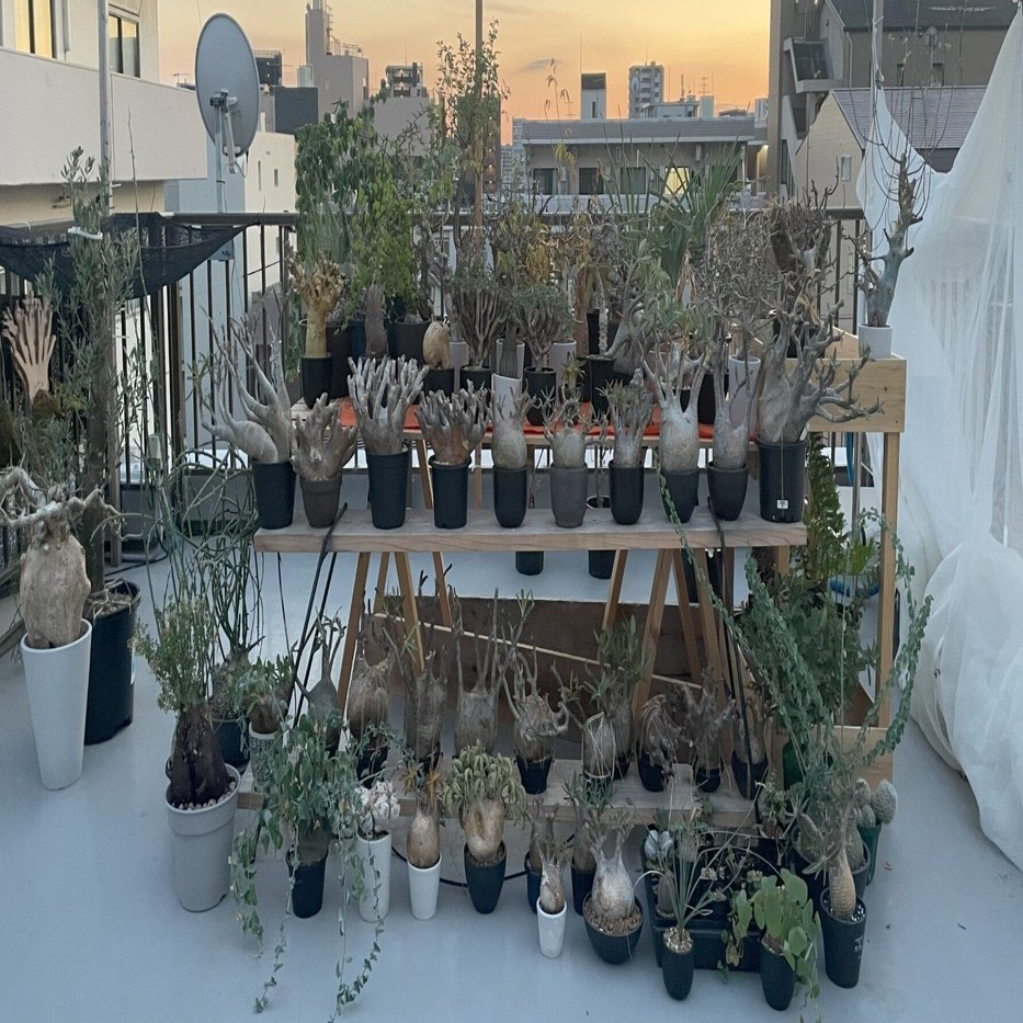 グラキリスが置いていそうな塊根植物のお店集めてみました