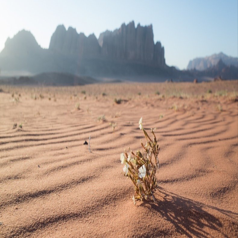 岩山、砂漠、大地のパワー【ヨルダン旅行記2】｜旅する写真帖｜yuki