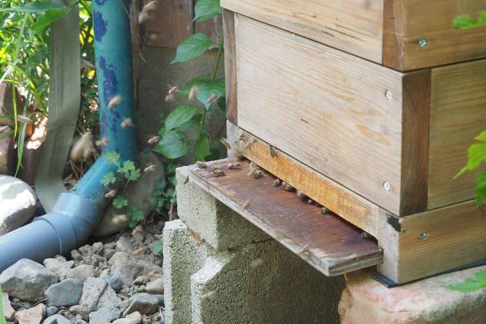 消費税無し ミツバチ巣箱 25−B−128 （ニホンミツバチ巣箱 - フルサワ蜂産 巣・巣箱