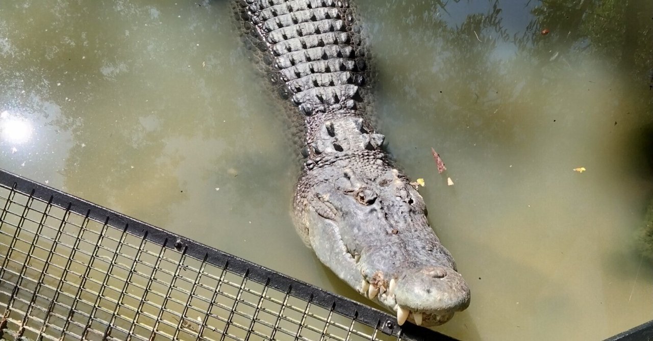 『ワニとコアラを両方堪能できる素晴らしい施設！』by sezza｜ハートレイズ クロコダイル アドベンチャーのクチコミ【フォートラベル】