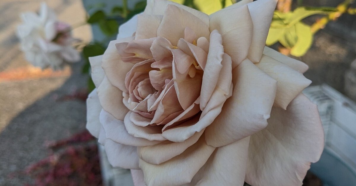 秋は特に美しい🌹ニュアンスカラーのバラ・グレイパール｜Baraya．薔薇屋