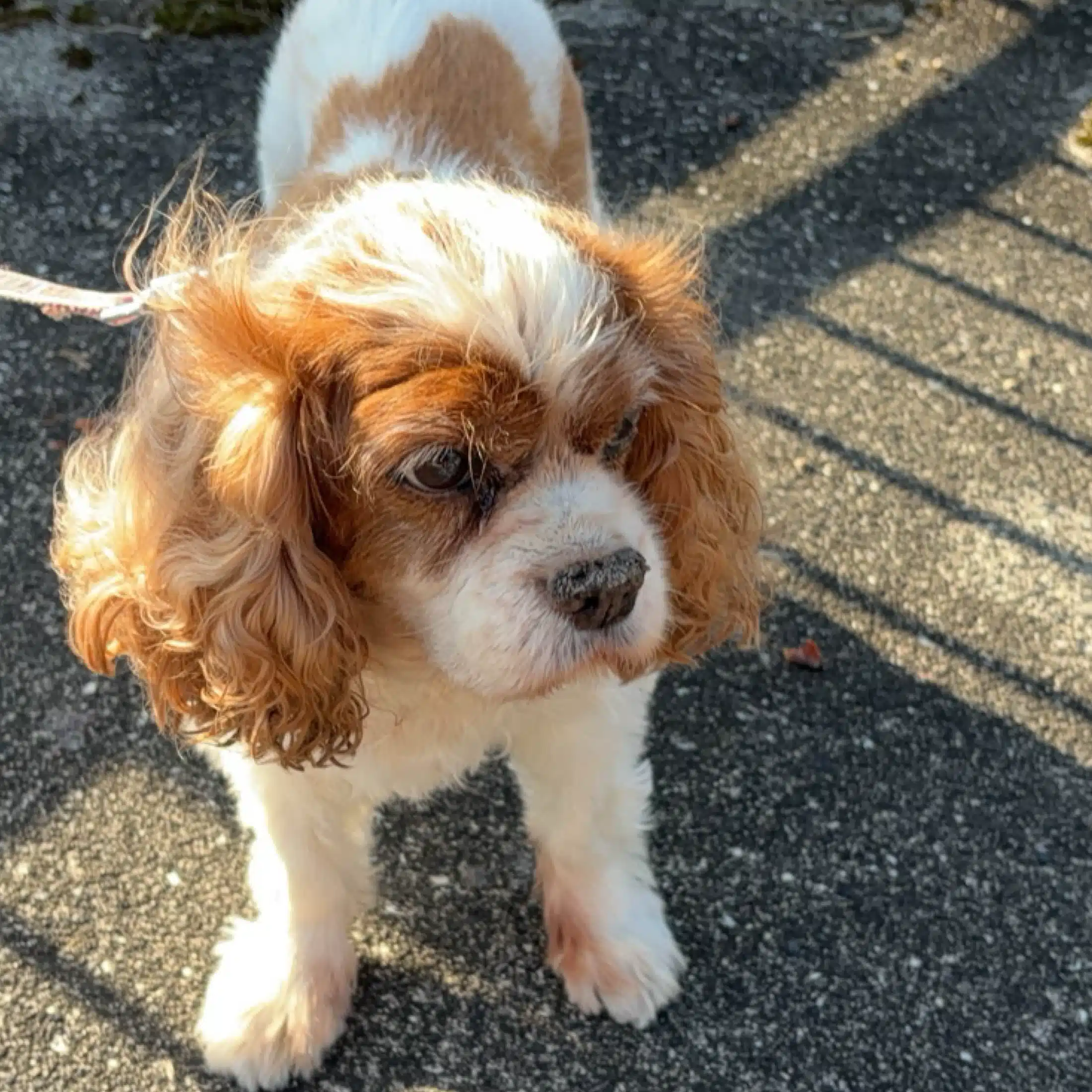 Lucydog