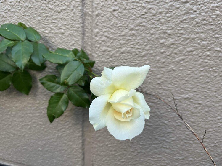 美枝さんの薔薇が咲いた。