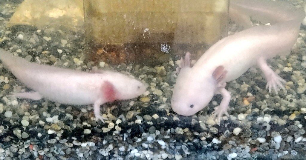 総説】ウーパールーパー研究における今後の目標と課題｜❴ウ-パ-ル-パ