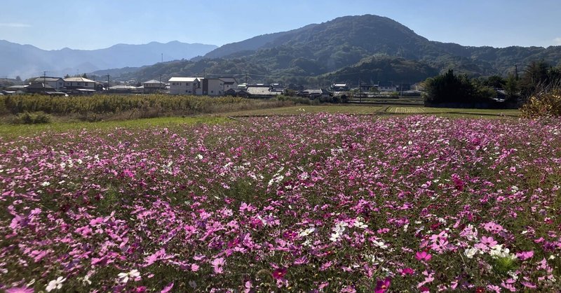 「松山ふるさとウォーク」レポ